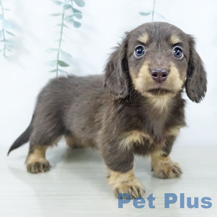 福島県のミニチュアダックスフンド(ロング) (ペットプラス 福島店/2025年10月23日生まれ/男の子/チョコレートタン)の子犬の2枚目の画像