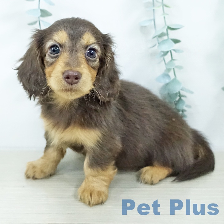 茨城県のミニチュアダックスフンド(ロング) (ペットプラス つくば店/2025年10月23日生まれ/女の子/チョコレートタン)の子犬の1枚目の画像