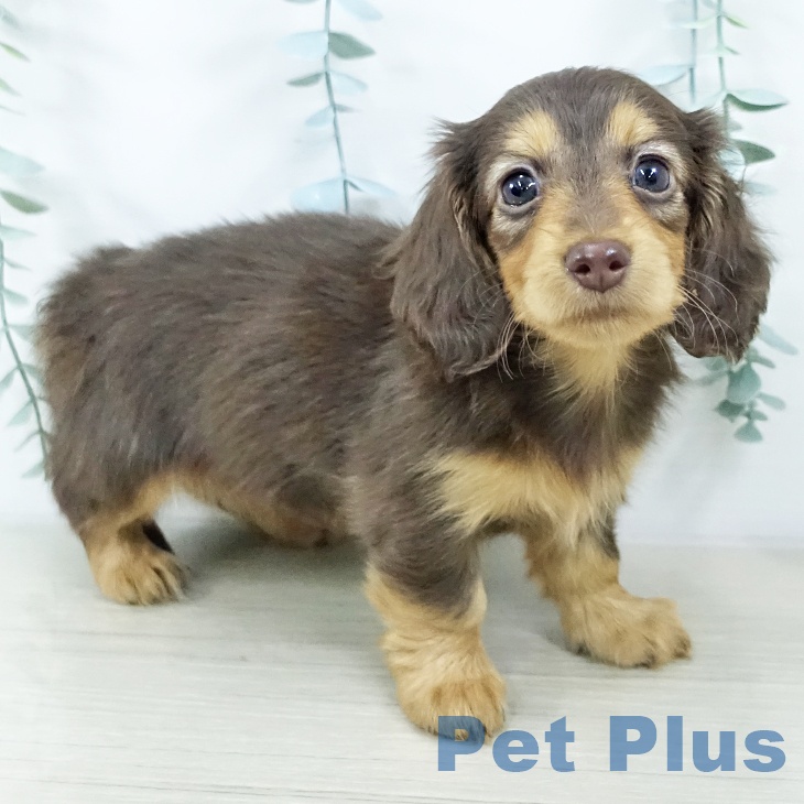 茨城県のミニチュアダックスフンド(ロング) (ペットプラス つくば店/2025年10月23日生まれ/女の子/チョコレートタン)の子犬の2枚目の画像