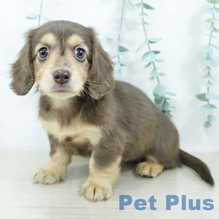 埼玉県のミニチュアダックスフンド(ロング) (ペットプラス 羽生店/2025年10月23日生まれ/女の子/チョコレートタン)の子犬の1枚目の画像