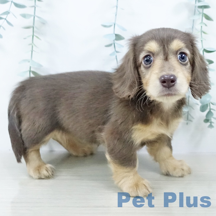 埼玉県のミニチュアダックスフンド(ロング) (ペットプラス 羽生店/2025年10月23日生まれ/女の子/チョコレートタン)の子犬の2枚目の画像