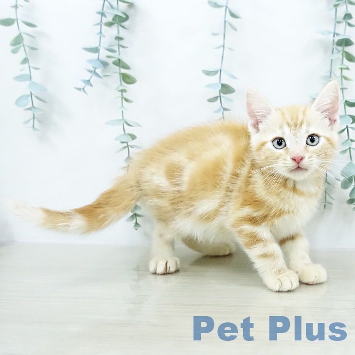 埼玉県のアメリカンショートヘアー (ペットプラス 羽生店/2025年10月18日生まれ/男の子/レッドタビー)の子猫の1枚目の画像