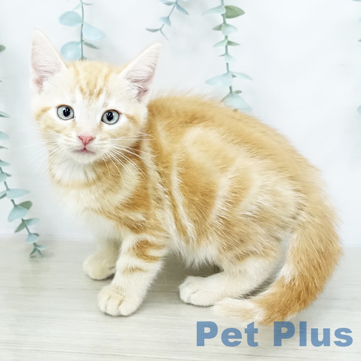 埼玉県のアメリカンショートヘアー (ペットプラス 羽生店/2025年10月18日生まれ/男の子/レッドタビー)の子猫の2枚目の画像