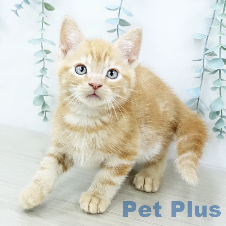 群馬県のアメリカンショートヘアー (ペットプラス イオンモール太田店/2025年10月18日生まれ/男の子/レッドタビー)の子猫の1枚目の画像