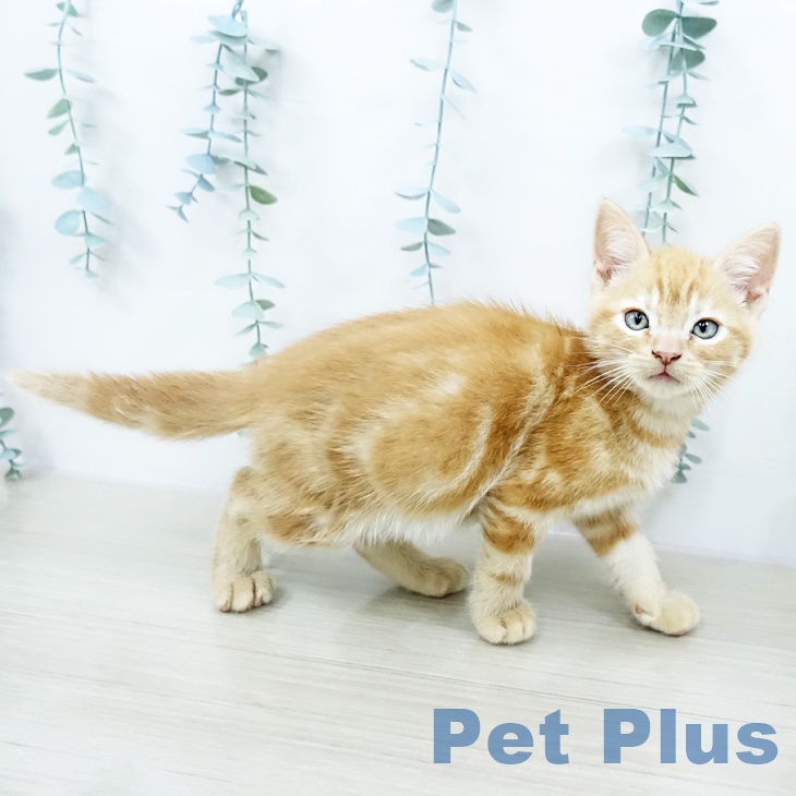 群馬県のアメリカンショートヘアー (ペットプラス イオンモール太田店/2025年10月18日生まれ/男の子/レッドタビー)の子猫の2枚目の画像