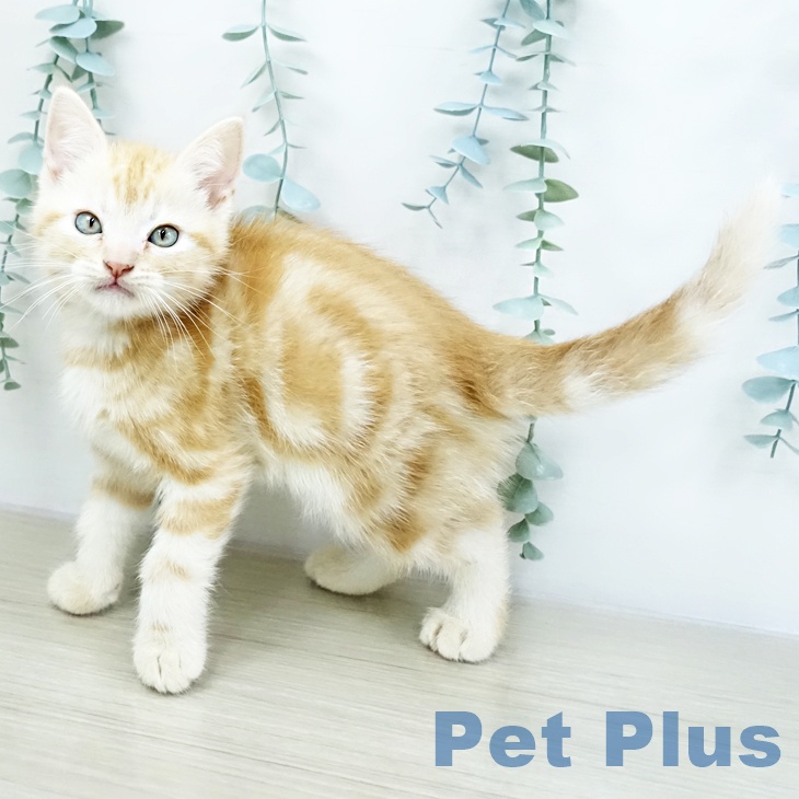 千葉県のアメリカンショートヘアー (ペットプラス 木更津店/2025年10月18日生まれ/男の子/クリームタビー)の子猫