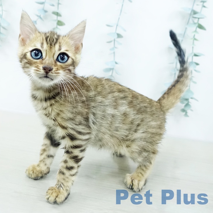 埼玉県のベンガル (ペッツワン 新座店/2025年10月20日生まれ/男の子/ブラウンスポットタビー)の子猫の1枚目の画像
