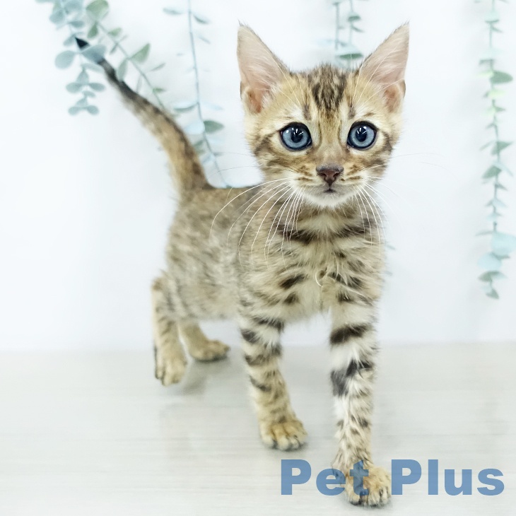 埼玉県のベンガル (ペッツワン 新座店/2025年10月20日生まれ/男の子/ブラウンスポットタビー)の子猫の2枚目の画像