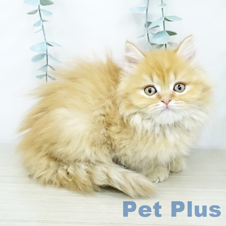 群馬県のマンチカン (ペットプラス イオンモール太田店/2025年10月16日生まれ/男の子/レッドタビー)の子猫