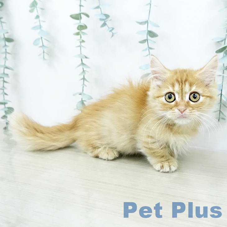 埼玉県のマンチカン (ペットプラス ららぽーと富士見店/2025年10月16日生まれ/女の子/レッドタビー)の子猫の1枚目の画像