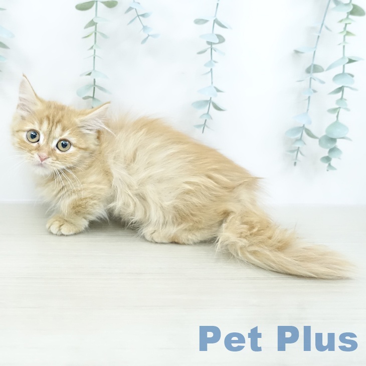 埼玉県のマンチカン (ペットプラス ららぽーと富士見店/2025年10月16日生まれ/女の子/レッドタビー)の子猫の2枚目の画像