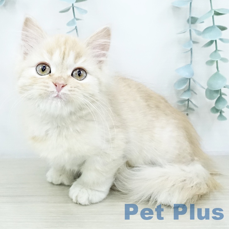 群馬県のマンチカン (ペットプラス イオンモール太田店/2025年10月16日生まれ/女の子/クリームタビー)の子猫