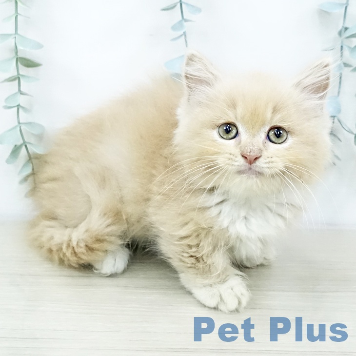 埼玉県のマンチカン (ペットプラス 羽生店/2025年10月16日生まれ/男の子/クリームタビーホワイト)の子猫の1枚目の画像