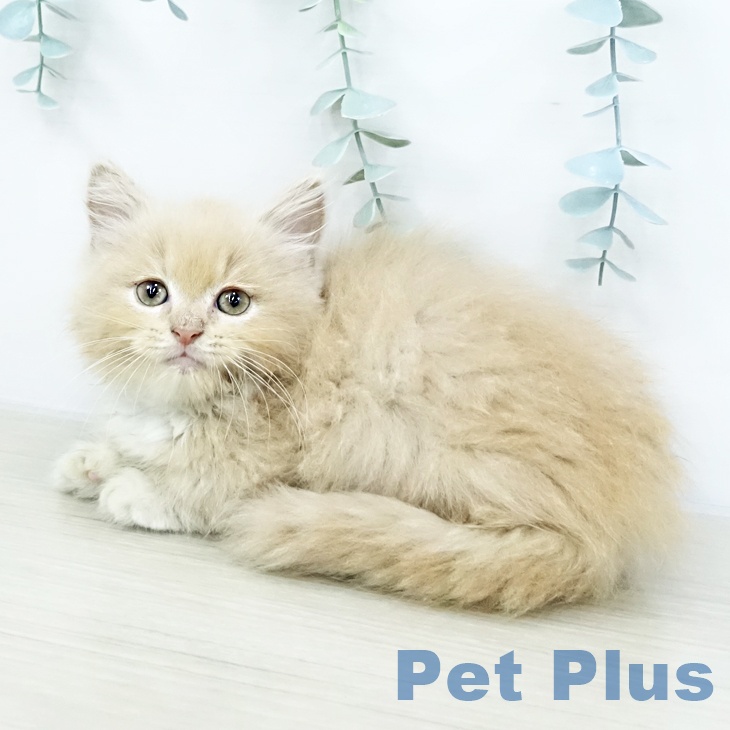 埼玉県のマンチカン (ペットプラス 羽生店/2025年10月16日生まれ/男の子/クリームタビーホワイト)の子猫の2枚目の画像