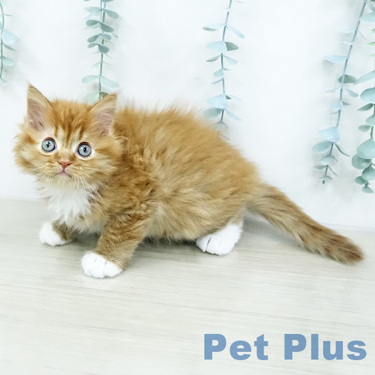 埼玉県のマンチカン (ペットプラス ピオニウォーク東松山店/2025年10月23日生まれ/女の子/レッドタビーホワイト)の子猫の1枚目の画像