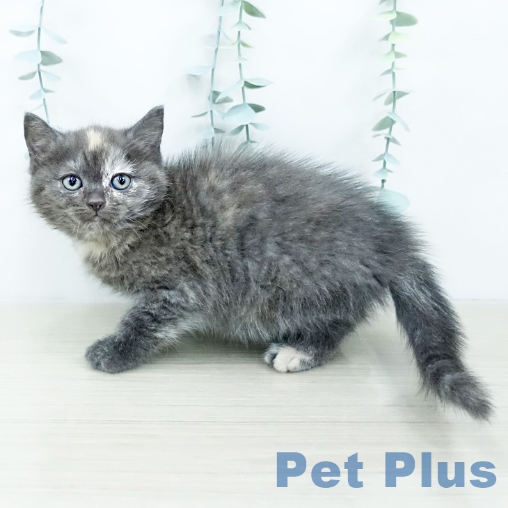 東京都のマンチカン (ペットプラス 板橋店/2025年10月23日生まれ/女の子/トーティー)の子猫の1枚目の画像