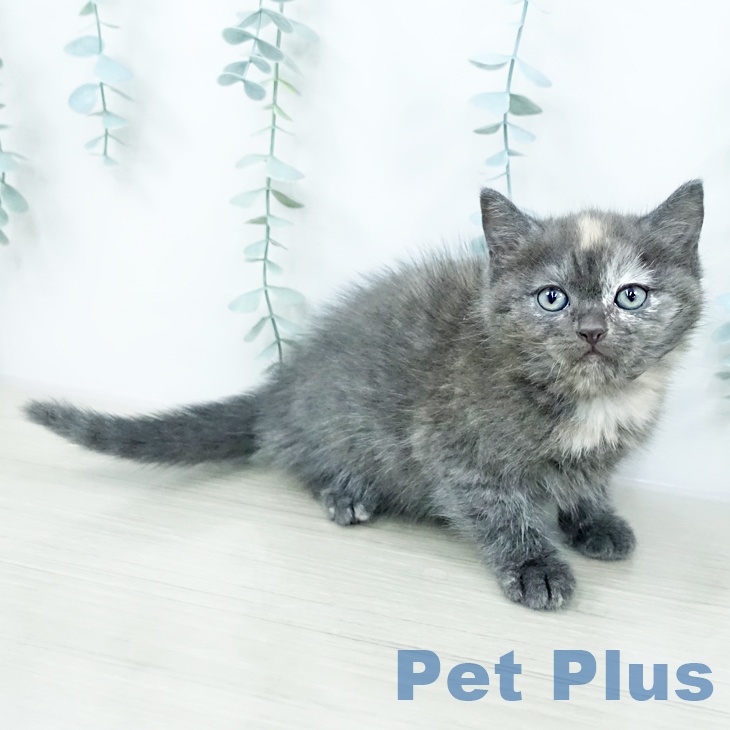 東京都のマンチカン (ペットプラス 板橋店/2025年10月23日生まれ/女の子/トーティー)の子猫の2枚目の画像