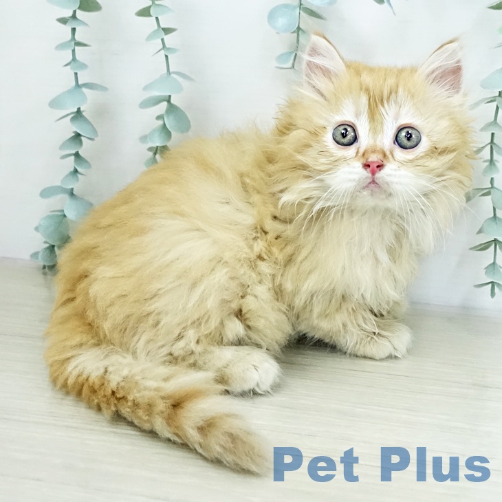 茨城県のラガマフィン (ペットプラス つくば店/2025年10月22日生まれ/男の子/レッドタビーホワイト)の子猫の1枚目の画像