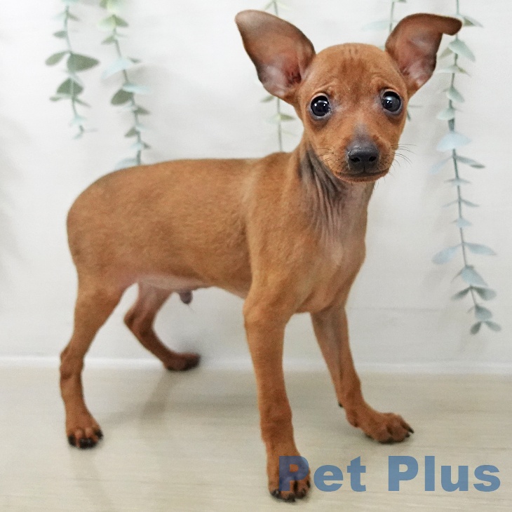 長野県のミニチュアピンシャー (ペットプラス 松本店/2025年10月20日生まれ/男の子/レッド)の子犬の1枚目の画像