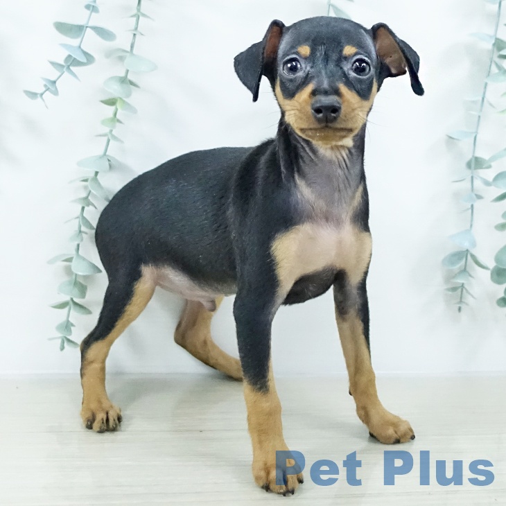 埼玉県のミニチュアピンシャー (ペットプラス 羽生店/2025年10月21日生まれ/男の子/ブラックタン)の子犬の1枚目の画像