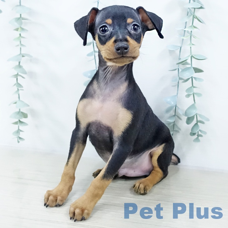 埼玉県のミニチュアピンシャー (ペットプラス 羽生店/2025年10月21日生まれ/男の子/ブラックタン)の子犬の2枚目の画像