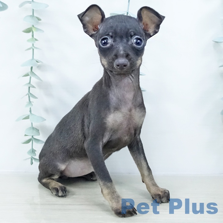 埼玉県のミニチュアピンシャー (ペットプラス コクーンシティ店/2025年10月21日生まれ/女の子/ブラックタン)の子犬の1枚目の画像