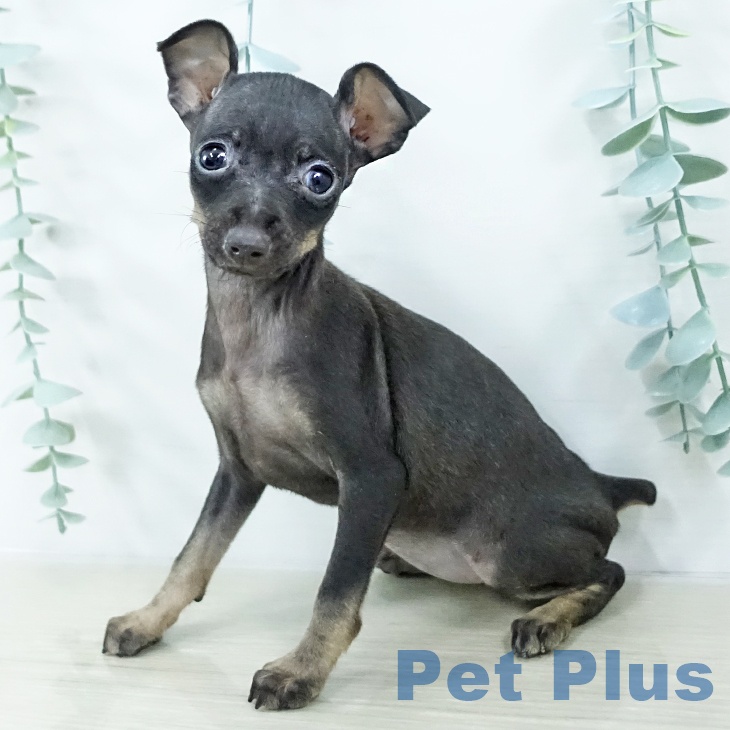 埼玉県のミニチュアピンシャー (ペットプラス コクーンシティ店/2025年10月21日生まれ/女の子/ブラックタン)の子犬の2枚目の画像