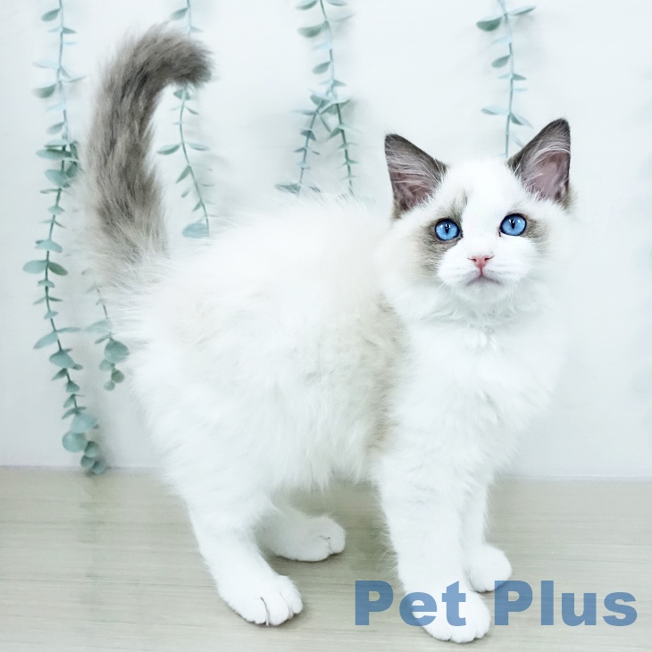 埼玉県のラグドール (ペットプラス 浦和美園店/2025年10月1日生まれ/男の子/シールポイントバイカラー)の子猫の1枚目の画像