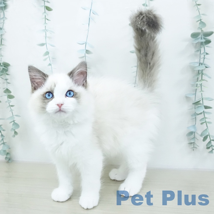 埼玉県のラグドール (ペットプラス 浦和美園店/2025年10月1日生まれ/男の子/シールポイントバイカラー)の子猫の2枚目の画像