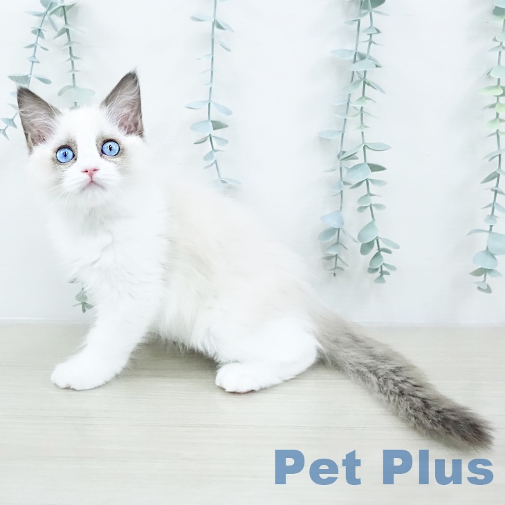 埼玉県のラグドール (ペットプラス コクーンシティ店/2025年10月1日生まれ/女の子/シールポイントバイカラー)の子猫の1枚目の画像
