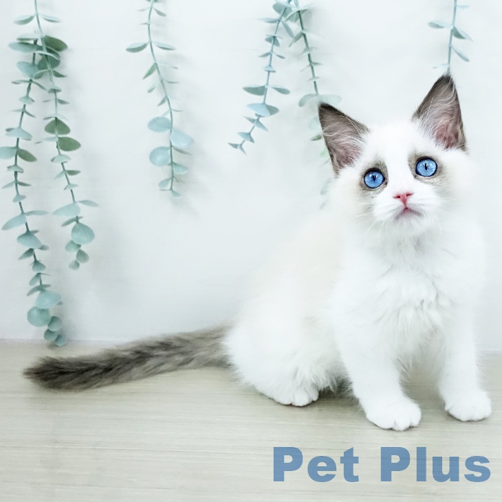 埼玉県のラグドール (ペットプラス コクーンシティ店/2025年10月1日生まれ/女の子/シールポイントバイカラー)の子猫の2枚目の画像