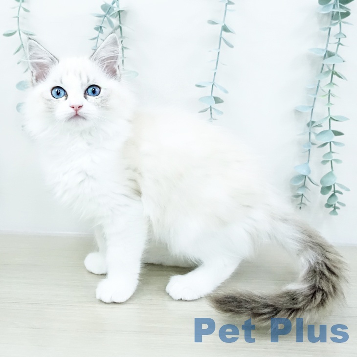 群馬県のラグドール (ペットプラス イオンモール太田店/2025年10月1日生まれ/女の子/シールリンクスポイントバイカラー)の子猫の1枚目の画像