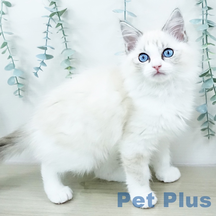 群馬県のラグドール (ペットプラス イオンモール太田店/2025年10月1日生まれ/女の子/シールリンクスポイントバイカラー)の子猫の2枚目の画像
