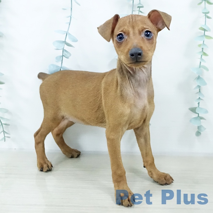 埼玉県のミニチュアピンシャー (ペットプラス 与野店/2025年10月22日生まれ/女の子/レッド)の子犬の1枚目の画像