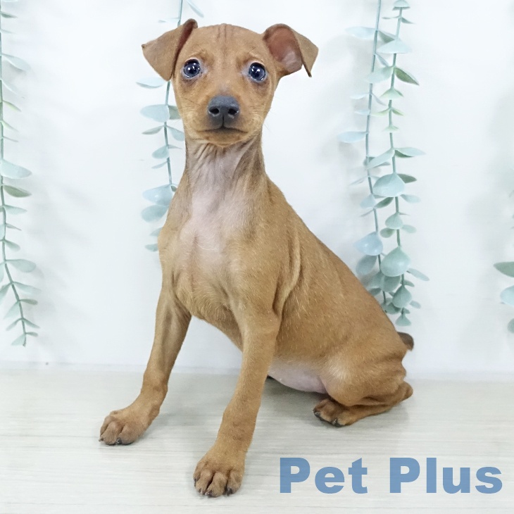 埼玉県のミニチュアピンシャー (ペットプラス 与野店/2025年10月22日生まれ/女の子/レッド)の子犬の2枚目の画像