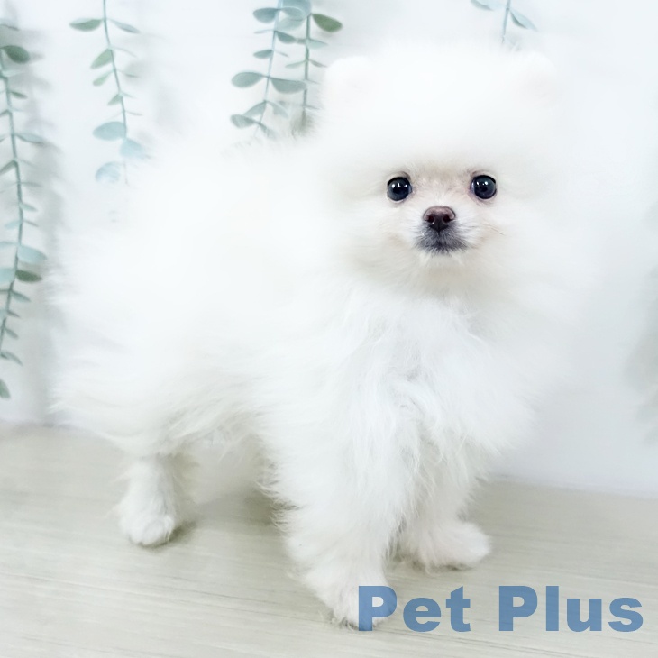 宮城県のポメラニアン (ペットプラス 名取店/2025年10月8日生まれ/男の子/クリーム)の子犬の1枚目の画像