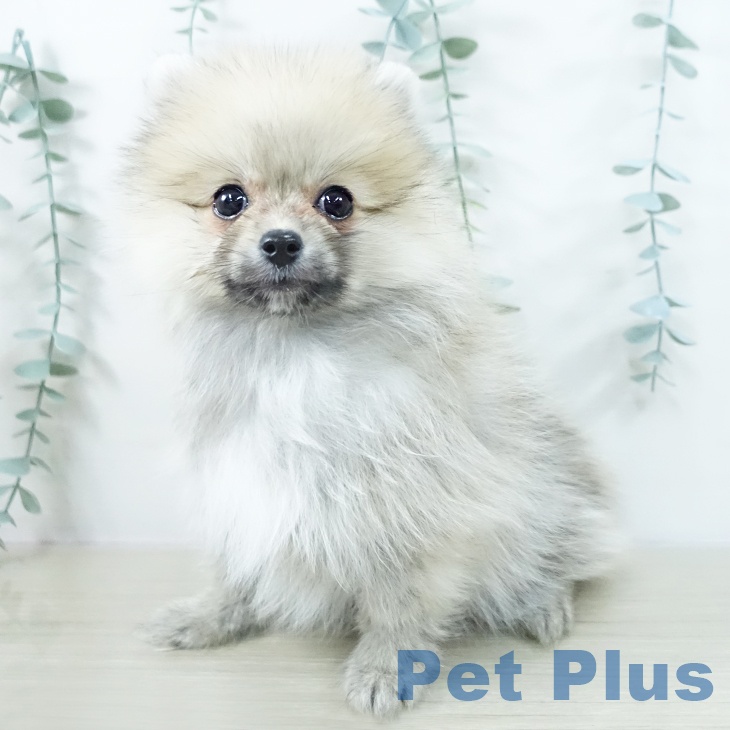 神奈川県のポメラニアン (ペットプラス アミーゴ藤沢店/2025年10月19日生まれ/男の子/オレンジ)の子犬の1枚目の画像