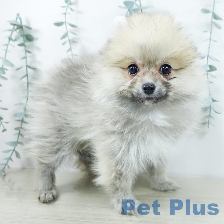 神奈川県のポメラニアン (ペットプラス アミーゴ藤沢店/2025年10月19日生まれ/男の子/オレンジ)の子犬の2枚目の画像