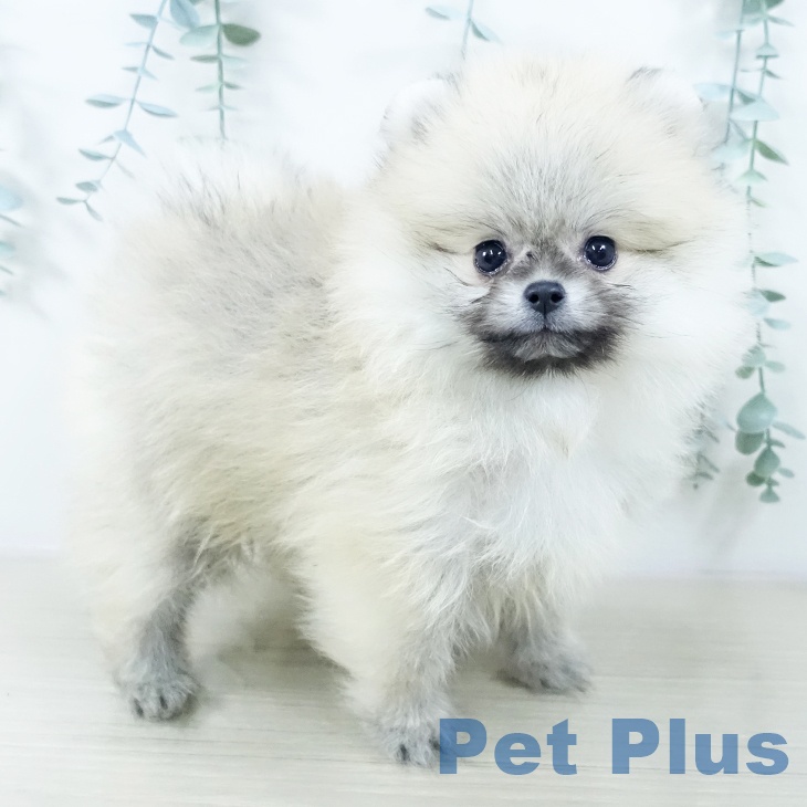 千葉県のポメラニアン (ペットプラス 船橋店/2025年10月19日生まれ/男の子/オレンジ)の子犬の1枚目の画像