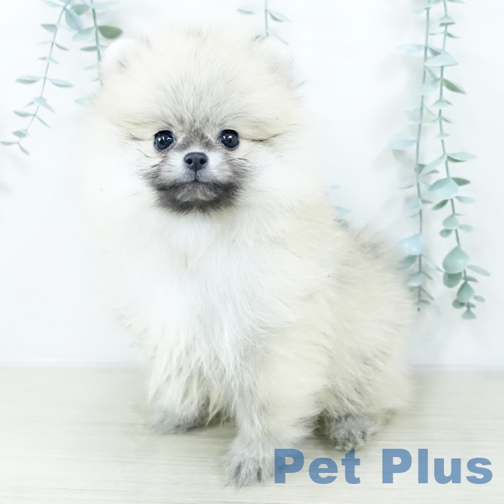 千葉県のポメラニアン (ペットプラス 船橋店/2025年10月19日生まれ/男の子/オレンジ)の子犬の2枚目の画像