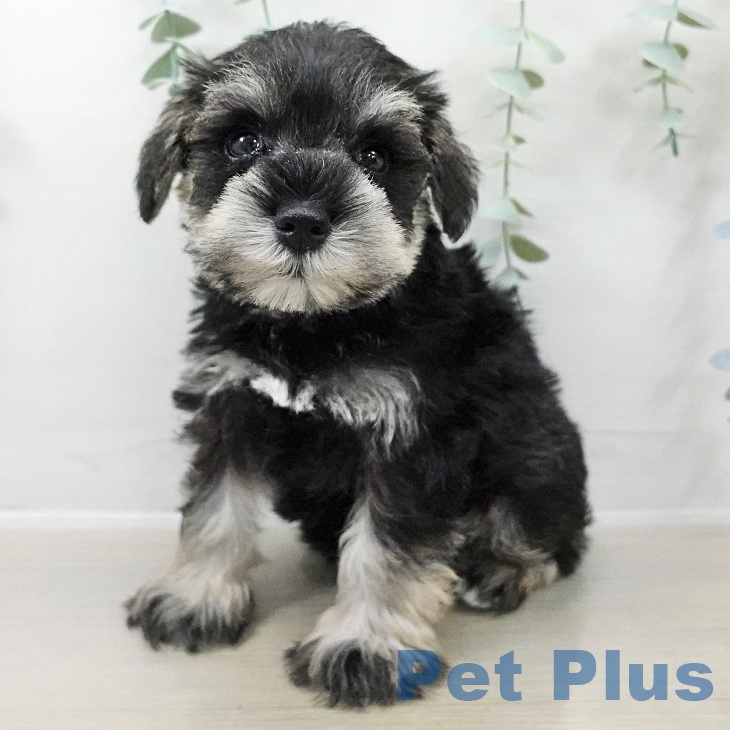 千葉県のミニチュアシュナウザー (ペットプラス 幕張新都心店/2025年10月23日生まれ/男の子/ソルトペッパー)の子犬の1枚目の画像