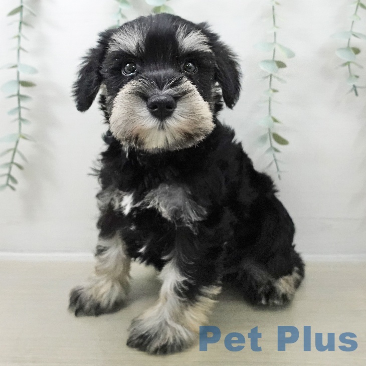 山形県のミニチュアシュナウザー (ペットプラス 天童店/2025年10月23日生まれ/男の子/ブラックシルバー)の子犬の1枚目の画像