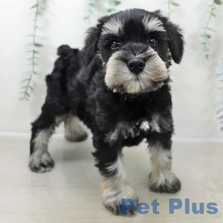 山形県のミニチュアシュナウザー (ペットプラス 天童店/2025年10月23日生まれ/男の子/ブラックシルバー)の子犬の2枚目の画像