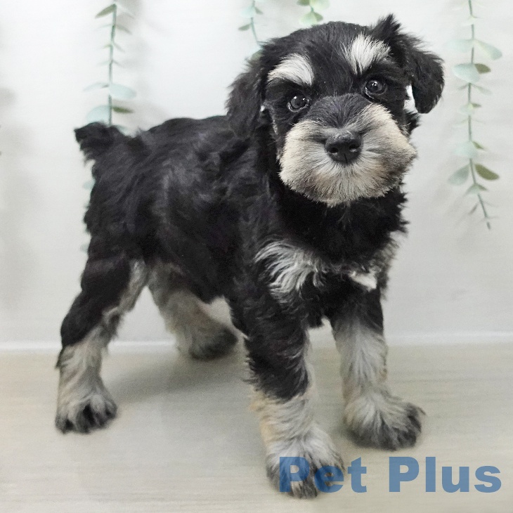 神奈川県のミニチュアシュナウザー (ペットプラス 武蔵小杉店/2025年10月23日生まれ/男の子/ブラックシルバー)の子犬