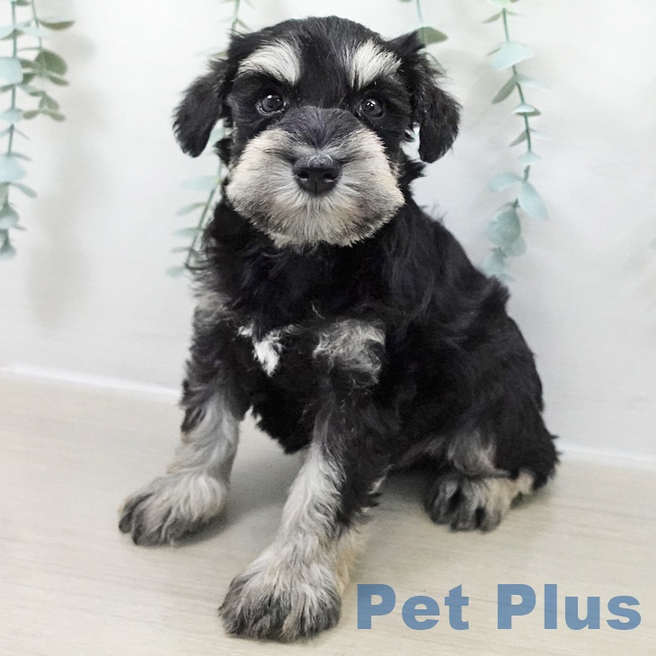 神奈川県のミニチュアシュナウザー (ペットプラス 武蔵小杉店/2025年10月23日生まれ/男の子/ブラックシルバー)の子犬の2枚目の画像