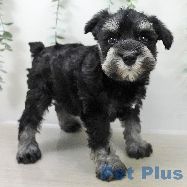 埼玉県のミニチュアシュナウザー (ペットプラス ららぽーと新三郷店/2025年10月23日生まれ/男の子/ブラックシルバー)の子犬の1枚目の画像