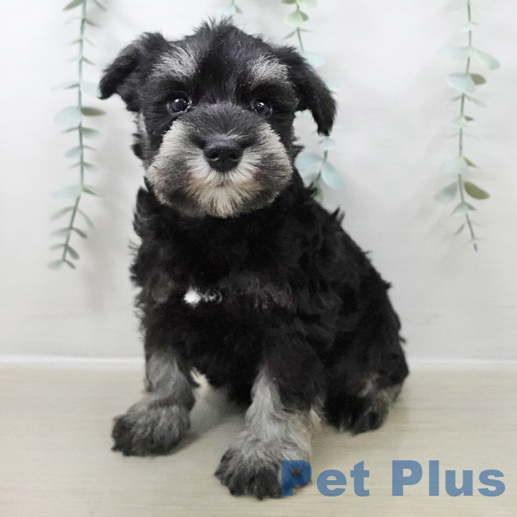 埼玉県のミニチュアシュナウザー (ペットプラス ららぽーと新三郷店/2025年10月23日生まれ/男の子/ブラックシルバー)の子犬の2枚目の画像