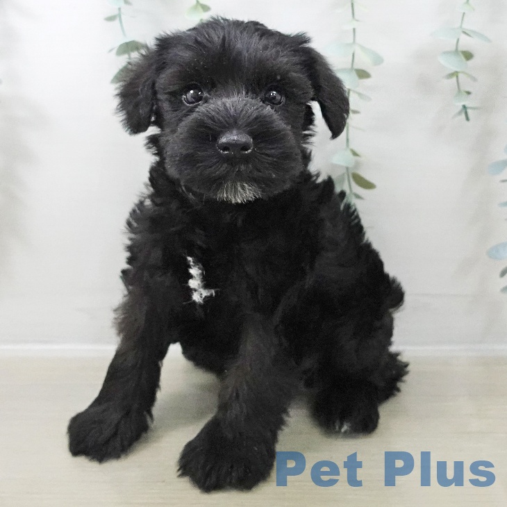 埼玉県のミニチュアシュナウザー (ペットプラス 羽生店/2025年10月23日生まれ/男の子/ブラック)の子犬の1枚目の画像