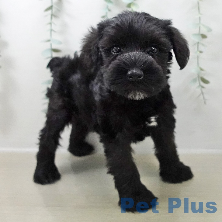 埼玉県のミニチュアシュナウザー (ペットプラス 羽生店/2025年10月23日生まれ/男の子/ブラック)の子犬の2枚目の画像