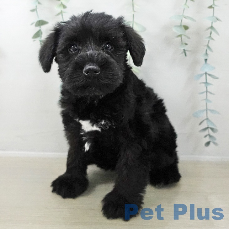 千葉県のミニチュアシュナウザー (ペットプラス 幕張新都心店/2025年10月23日生まれ/女の子/ブラック)の子犬